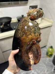 Click to view full screen ¡EDICIÓN LIMITADA! Tenazas de Langosta Colosal del Fondo del Mar 🔥 ¡No te quedes sin ellas! photo review