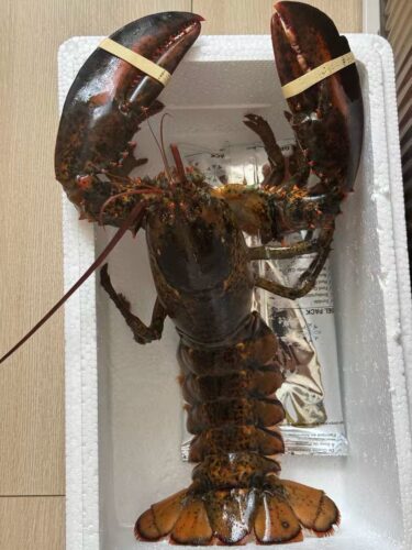 Langosta Viva Importada de Maine, USA photo review