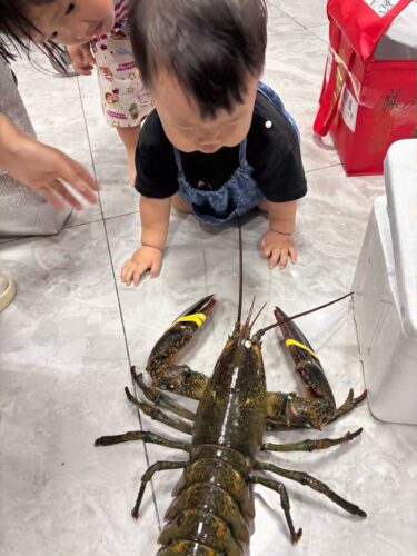 Langosta Viva Importada de Maine, USA photo review