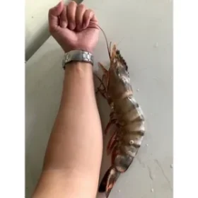 Langostinos Tigre Negros Grado “Colossal” photo review