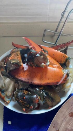 Langosta Viva Importada de Maine, USA photo review