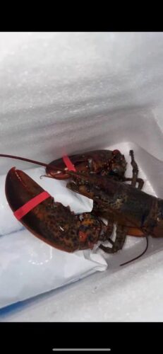 Langosta Viva Importada de Maine, USA photo review