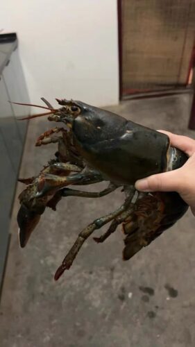 Langosta Viva Importada de Maine, USA photo review