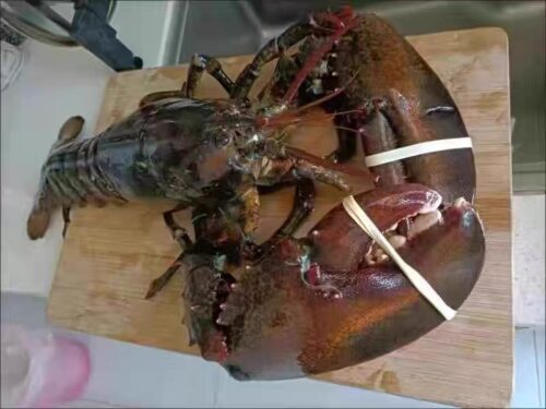 Langosta Viva Importada de Maine, USA photo review