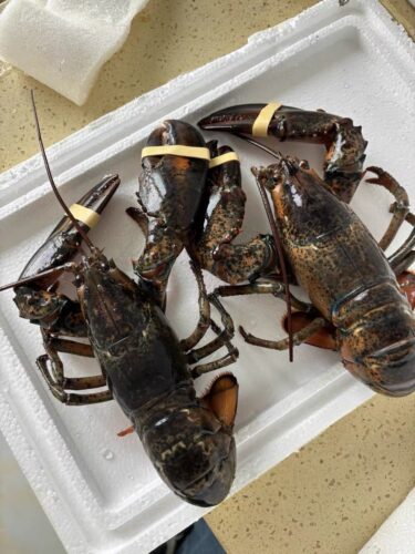 Langosta Viva Importada de Maine, USA photo review