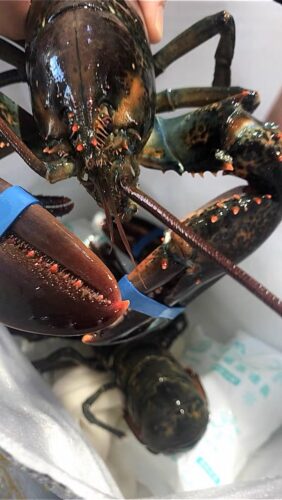Langosta Viva Importada de Maine, USA photo review