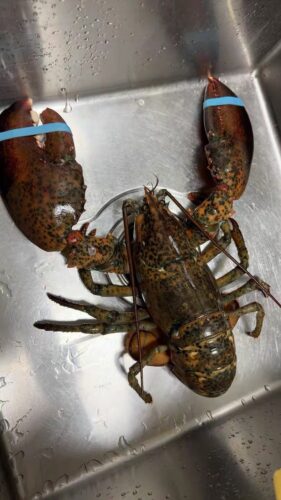 Langosta Viva Importada de Maine, USA photo review