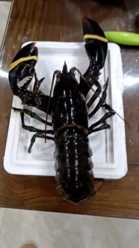 Langosta Viva Importada de Maine, USA photo review