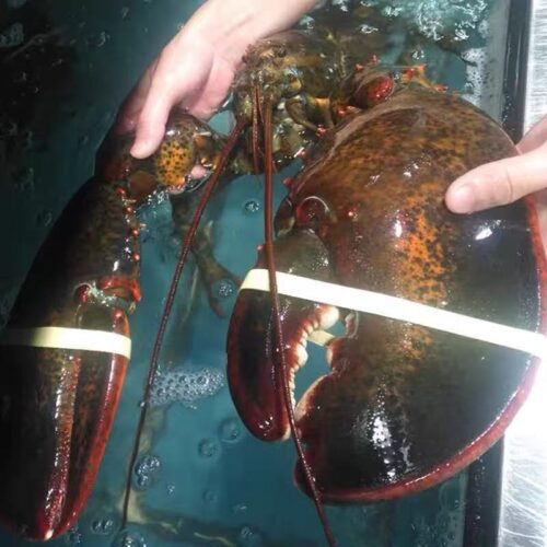 Langosta Viva Importada de Maine, USA photo review