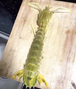 Langostas Mantis Gigantes Vivas - Enviadas con Oxígeno para Máxima Frescura photo review