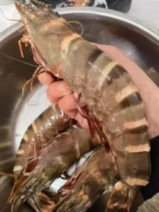 Langostinos Tigre Negros Grado “Colossal” photo review