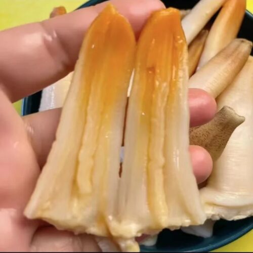 Almeja Geoduck Fresca para Consumo Crudo (Sashimi)