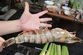 Langostinos Tigre Negros Grado “Colossal” photo review