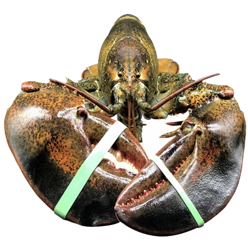 Langosta Viva Importada de Maine, USA