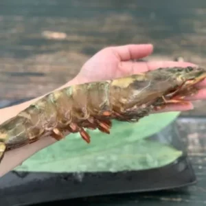 Langostinos Tigre Negros Grado “Colossal” photo review