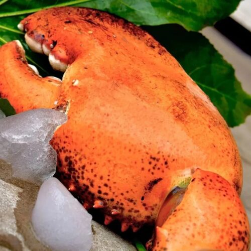 ¡EDICIÓN LIMITADA! Tenazas de Langosta Colosal del Fondo del Mar 🔥 ¡No te quedes sin ellas!