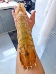 Click to view full screen Langostas Mantis Gigantes Vivas - Enviadas con Oxígeno para Máxima Frescura photo review