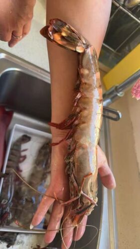 Langostinos Tigre Negros Grado “Colossal” photo review